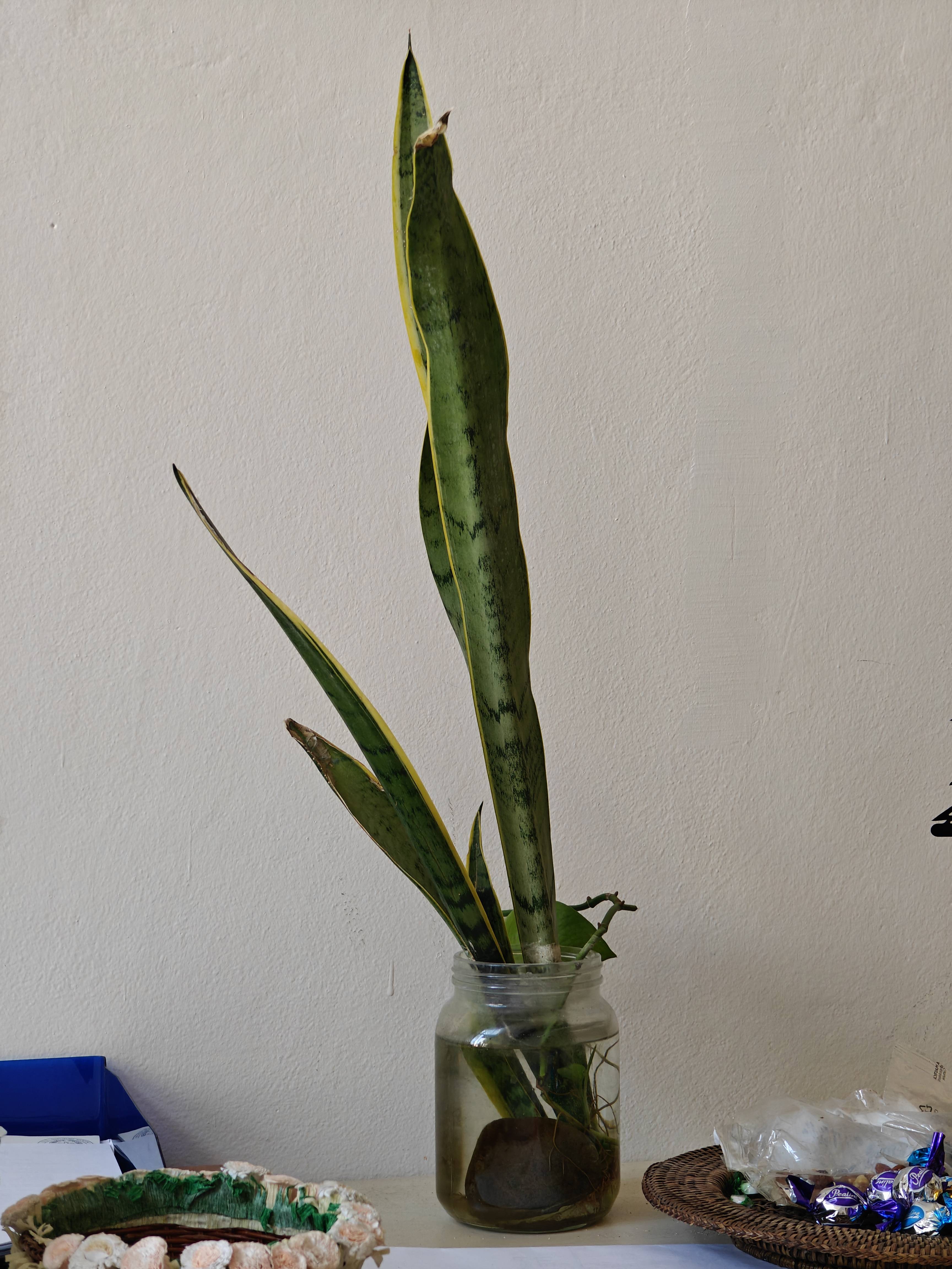 可愛い